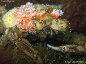 Decorated crab. Quadra Island, BC. Canon G10 & Inon D2000. by Bea & Stef Primatesta 